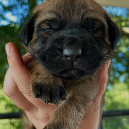 Apollo Creed - Apricot male Mastiff puppy in Wewoka, Oklahoma from P Diamond Mastiffs