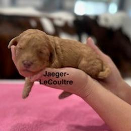 Jaeger Le-Coultre (JJ) - Apricot female Australian Labradoodle puppy in Alamo, Texas from QuiSal Labradoodles
