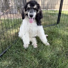 Benny - Phantom male Poodle puppy in Kenyon, Minnesota from Country Breeze Poodles
