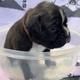 Harley - Boxer puppy from Hillbillie Boxers