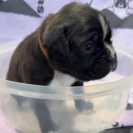 Harley - Boxer puppy from Hillbillie Boxers