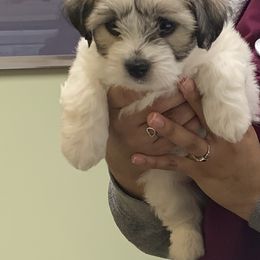 Coton de Tulear Puppies from Catawba Cotons