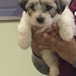 Coton de Tulear Puppies from Catawba Cotons
