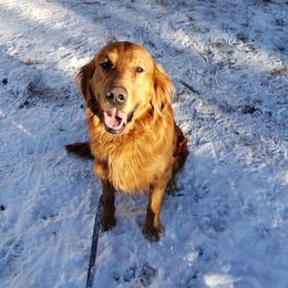 Huckleberry - Golden Retriever