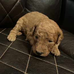 German Shorthaired Pointer, Goldendoodle, and Labradoodle Puppies from Leppards Kennel