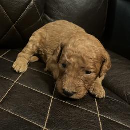 German Shorthaired Pointer, Goldendoodle, and Labradoodle Puppies from Leppards Kennel