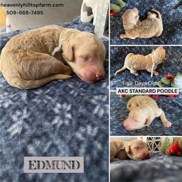Grey Collar Boy - Apricot male Poodle puppy in Charlo, Montana from Heavenly Hilltop Farm