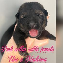 Pink Collar - Sable female German Shepherd puppy in Canterbury, Connecticut from Nachtwaechter German Shepherds, LLC
