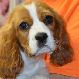 Boy 2 - male Cavalier King Charles Spaniel puppy in Townville, South Carolina from Mid Lake Cavaliers