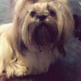 Cockapoo, Goldendoodle, and Shih Tzu All Grown Up from Dogue, where fashion meets fur