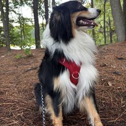 Maverick - Black tri-color male Australian Shepherd puppy in Brentwood, New Hampshire from Webb Farm Aussies