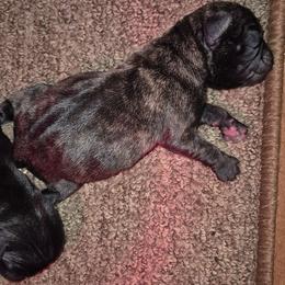 Brindle male - Brindle male Pug puppy in Fitzwilliam, New Hampshire from Kayla's Pugs