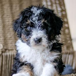 Aussiedoodles, Australian Mountain Doodles, Bernedoodles, and Labradoodles from Doodles & Co