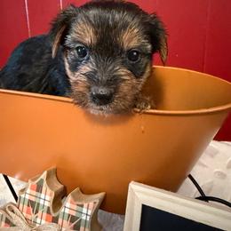 Male Blue Collar - Black and tan male Yorkshire Terrier puppy in Enoree, South Carolina from Gone to the Dogs Kennel