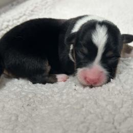 Reba - Black and white female Cardigan Welsh Corgi puppy in Kerens, West Virginia from Leather & Lace