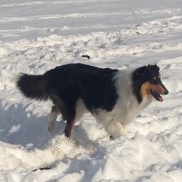 Callie - Collie