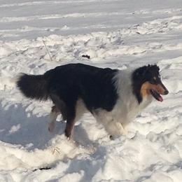 Callie - Collie