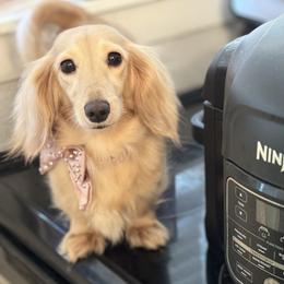 Dachshund puppies from Sugarbakers Kennel
