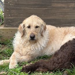 Skye - Labradoodle