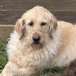 Skye - Labradoodle