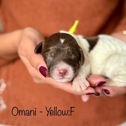 Omani - Chocolate female Australian Labradoodle puppy in Morgan Hill, California from Loving Labradoodle