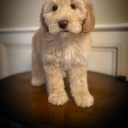 Australian Labradoodle Puppies from Berrybrook Doodles