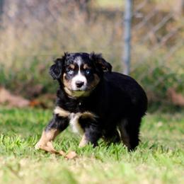 Willow - Black tri female Miniature Australian Shepherd puppy in Fort Smith, Arkansas from Rye Hill Aussies