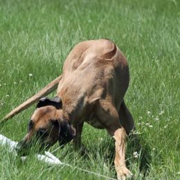Rhodesian Ridgebacks from Adili Ridgebacks