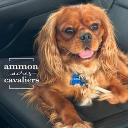 Scotty - Cavalier King Charles Spaniel