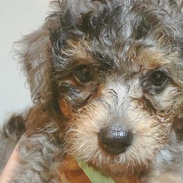 Joy - Bernedoodle puppy in Houston, Texas from Jomelkin Furry Pals