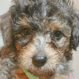 Joy - Bernedoodle puppy in Houston, Texas from Jomelkin Furry Pals