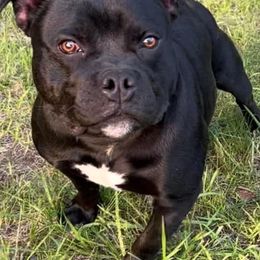 Beagles and Staffordshire Bull Terriers from Thor’s Beagles & Maha’s Staffy