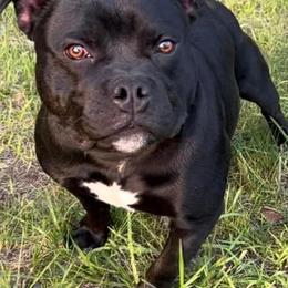 Beagles and Staffordshire Bull Terriers from Thor’s Beagles & Maha’s Staffy