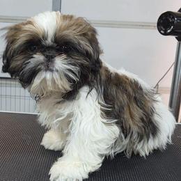 Elio - Gold and white male Shih Tzu puppy in Riverside, California from Raincross Shih Tzu