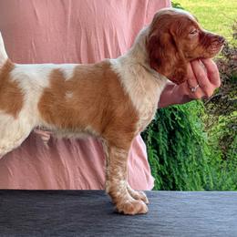 Loki - Orange roan male Brittany puppy in Hollidaysburg, Pennsylvania from Royal Flush Farms