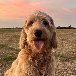 Miley Cyruff - Goldendoodle
