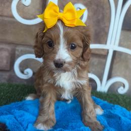 Tikka - Red female Cavapoo puppy in Central, Arizona from Desert Valley Doodles