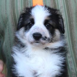 Purple colored female - Panda female German Shepherd puppy in Yakima, Washington from Bahr-S German Shepherds