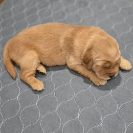 Yellow Collar - Golden female Golden Retriever puppy in El Dorado Hills, California from Asperheim Golden Retriever Puppies