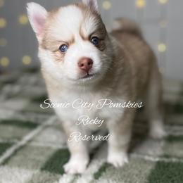 Ricky - Red and white male Pomsky puppy in Rossville, Georgia from Scenic City Pomskies