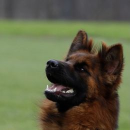 German Shepherd All Grown Up from German shepherd