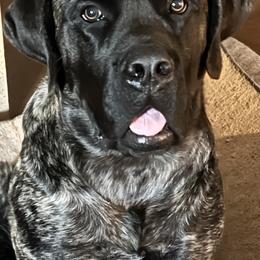 Mastiff Puppies from Eagle Pond Mastiffs