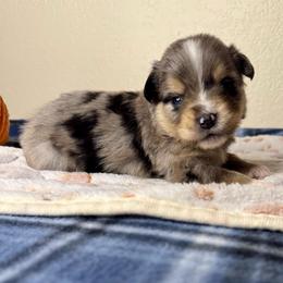 Chester - Blue merle male Miniature American Shepherd puppy in Tonasket, Washington from V5 Aussies