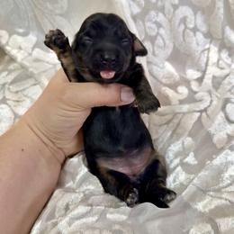 Teal collar - Black and cream female Dachshund puppy in Centralia, Washington from FairyTail Dachshunds