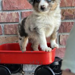 BMF - Blue merle female Toy Australian Shepherd puppy in Lexington, Nebraska from Osborne's Aussies