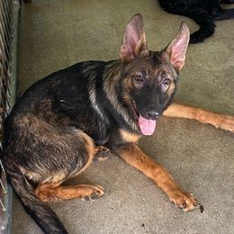 Lime green collar - Sable German Shepherd puppy in Punta Gorda, Florida from Blitzenhaus Working Dogs