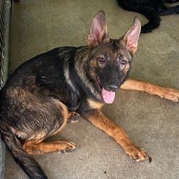 Lime green collar - Sable German Shepherd puppy in Punta Gorda, Florida from Blitzenhaus Working Dogs