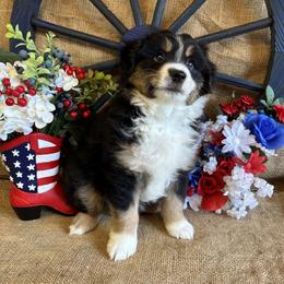 Black Tri Male - Black tri male Miniature American Shepherd puppy in Cowlitz County, Washington from Pleasant Woods Miniature American Shepherds