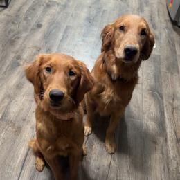Winnie - Golden Retriever