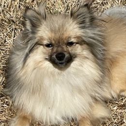 Pomeranians from Stardust Poms